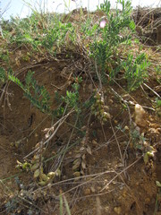 Astragalus olchonensis