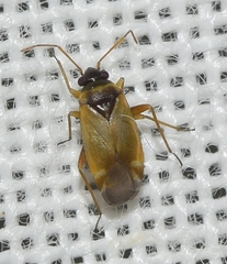 Plesiodema pinetella