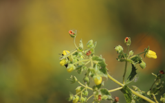 Calceolaria petioalaris