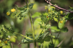Calceolaria petioalaris