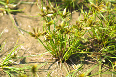 Cyperus flavescens