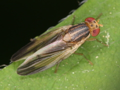 Peplomyza