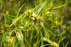 Cyperus flavescens