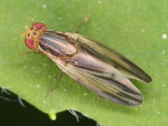 Peplomyza