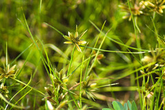 Cyperus flavescens