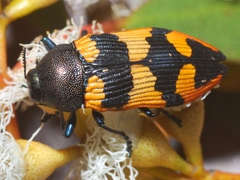 Castiarina ovata