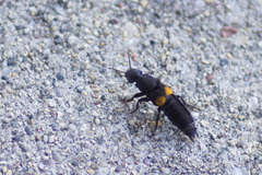 Platydracus fossator