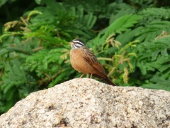 Emberiza goslingi