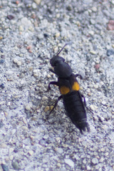 Platydracus fossator