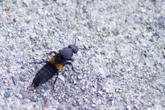 Platydracus fossator