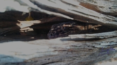 Blaesodactylus