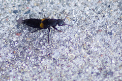 Platydracus fossator