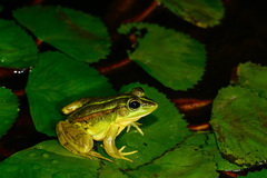 Pelophylax fukienensis