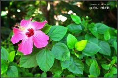 Hibiscus rosa-sinensis