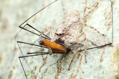 Phaeacius malayensis