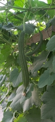 Luffa acutangula