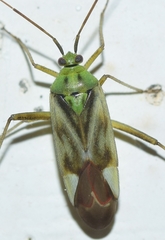 Reuterista instabilis