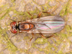 Diptera
