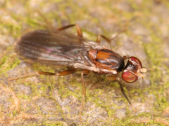 Diptera