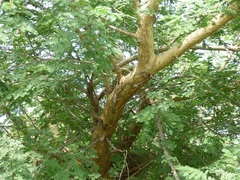 Vachellia sieberiana
