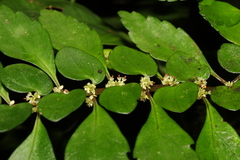 Pilea imparifolia