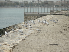 Chroicocephalus genei