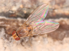 Diptera