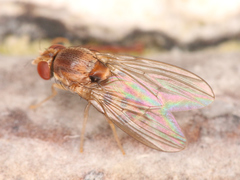 Diptera