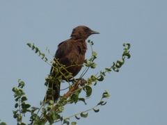 Myrmecocichla aethiops