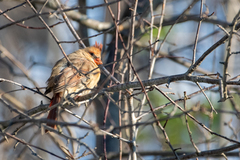 Cardinalis cardinalis cardinalis