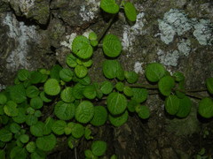 Pilea nummulariifolia