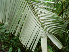 Ceroxylon echinulatum