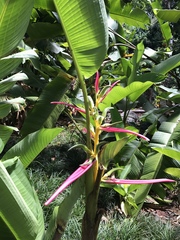 Heliconia aemygdiana