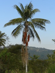Ceroxylon echinulatum