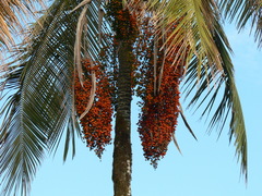 Ceroxylon echinulatum