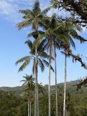 Ceroxylon echinulatum