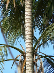 Ceroxylon echinulatum