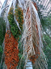 Ceroxylon echinulatum