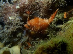Scobinichthys granulatus
