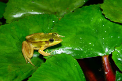 Pelophylax fukienensis
