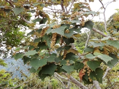Mallotus paniculatus formosanus