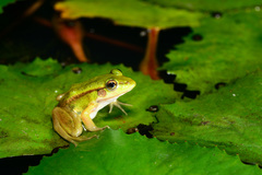 Pelophylax fukienensis