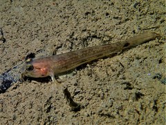 Acentrogobius pflaumii