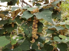 Mallotus paniculatus formosanus