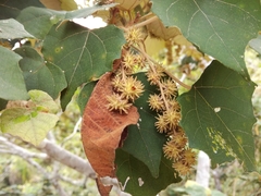 Mallotus paniculatus formosanus