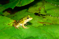 Pelophylax fukienensis