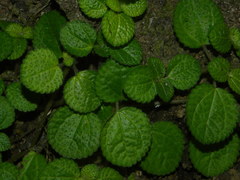 Pilea nummulariifolia
