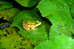 Pelophylax fukienensis