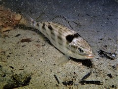 Helotes octolineatus