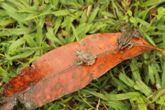 Rhinella beebei